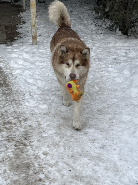 продам маламут кабель