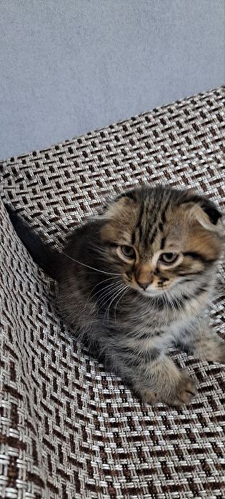 В наличии имеется котёнок, мальчик 2 месяца,к лотку приучен, смышлёный