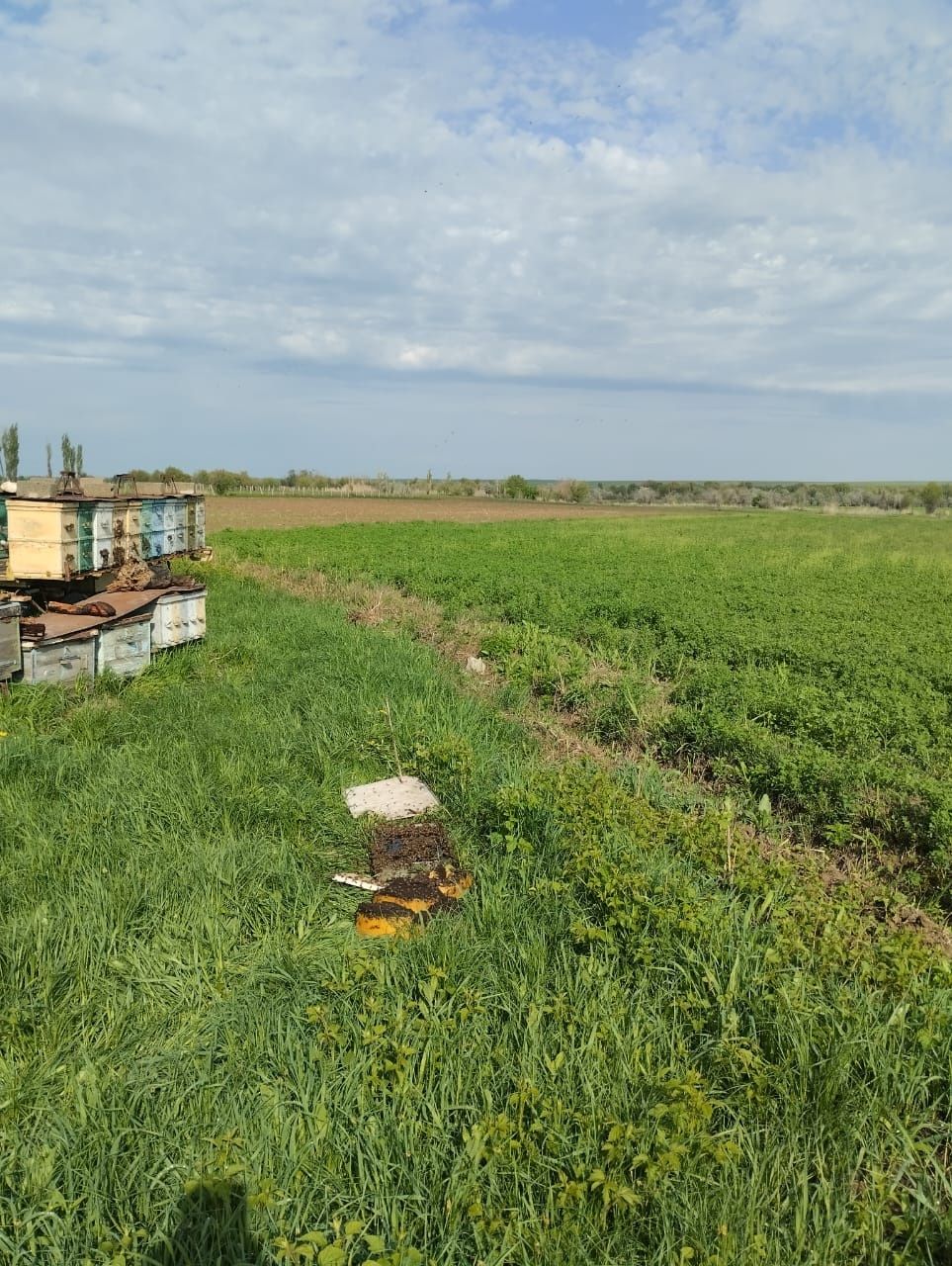 Продам пасеку пчелопрцеп