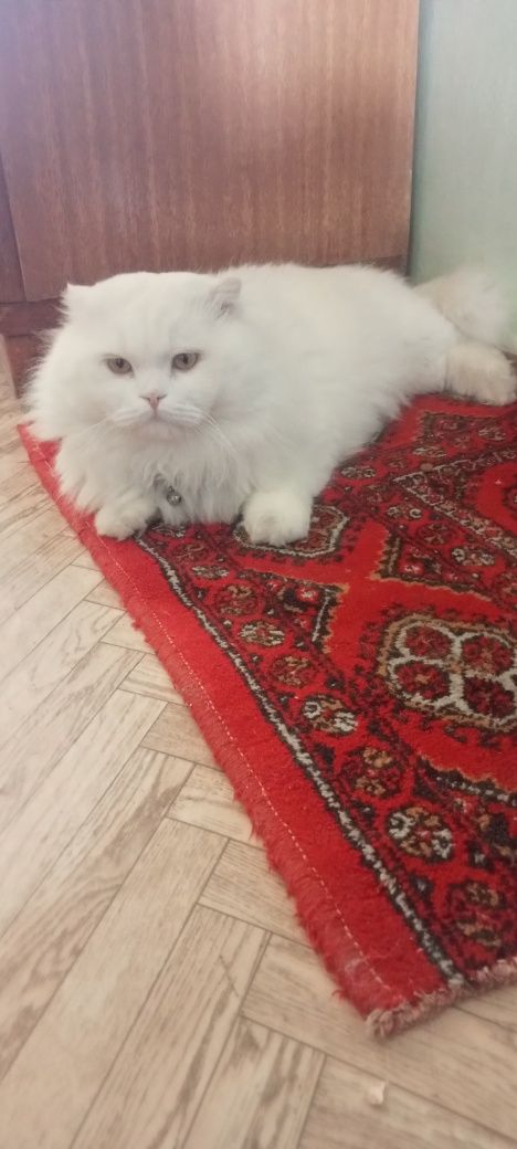 Приглашаем на вязку кошечек!!!