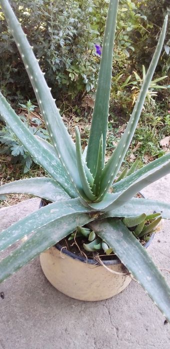 Алоэ Вера комнатное растение.ение