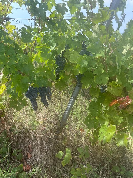 Vand struguri Cabernet Sauvignon DOC MINIS