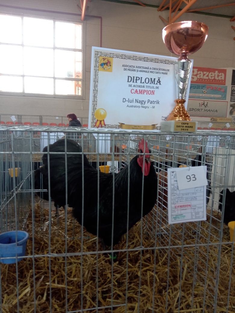 Ouă de rasa AUSTRALORP