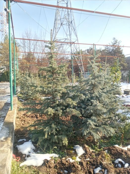 Har xil turdagi  gullar va archalar sotiladi
