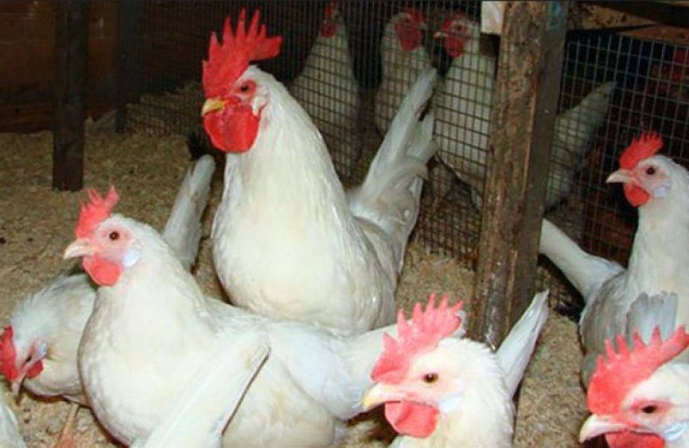 Куры Леггорн.       .