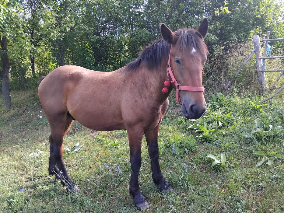 Vând mânz de un an jumate