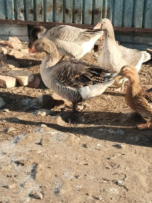 Продам гусей домашних