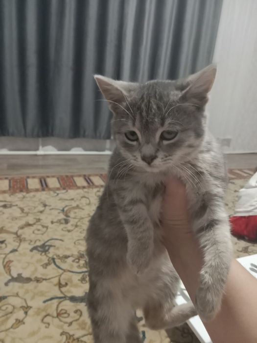 Отдам в добрые руки
