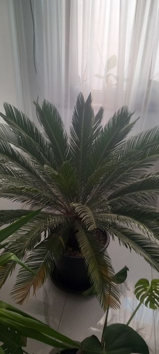 Palmier cicas revoluta japonez exotic