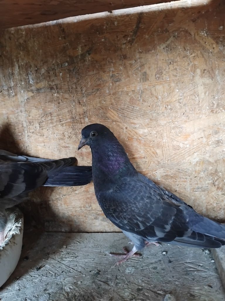 Porumbei jucători