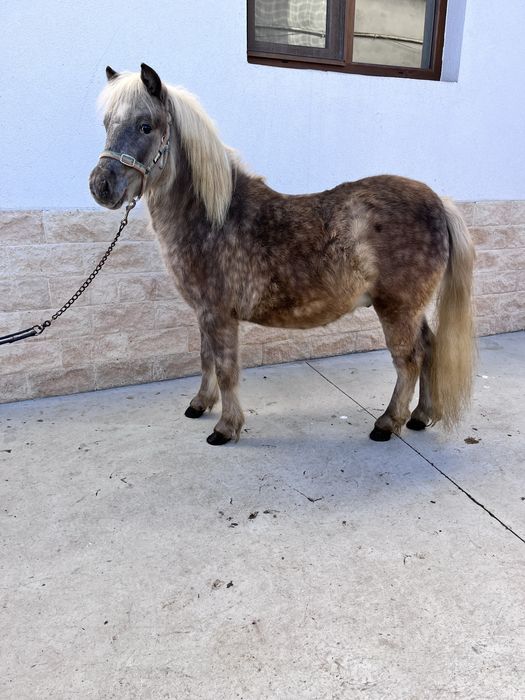 Ponei deosebit pasaport pedigree