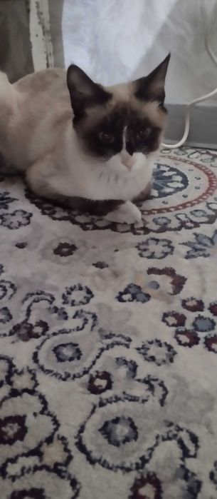 Продам сиамскую кошечку