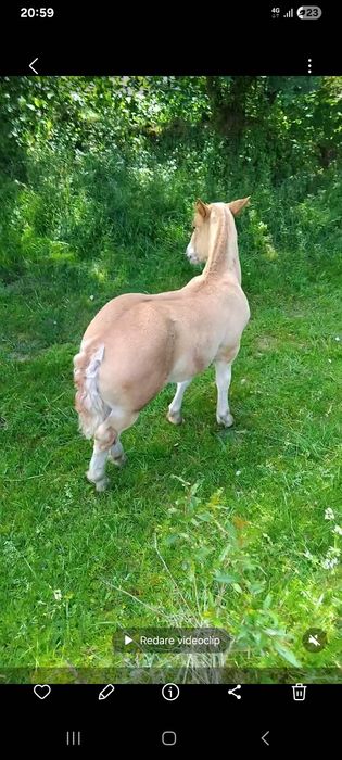 Mâză șarga  de vanzare
