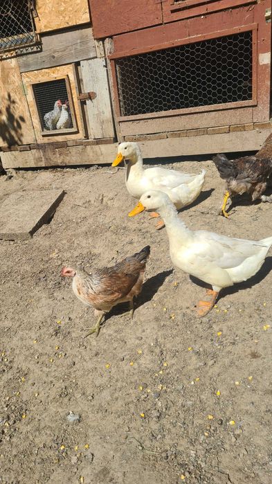 Schimb ratoi cu rata.Nu conteaza rasa