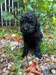 Caniche Poodel royal