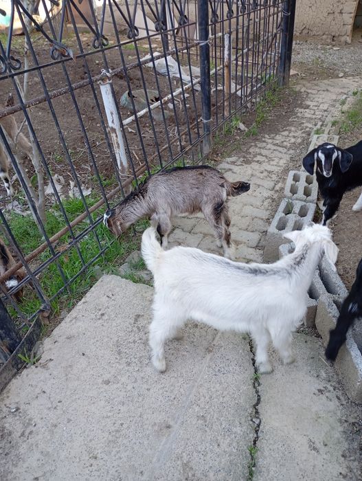 Англо-нубийские козлики