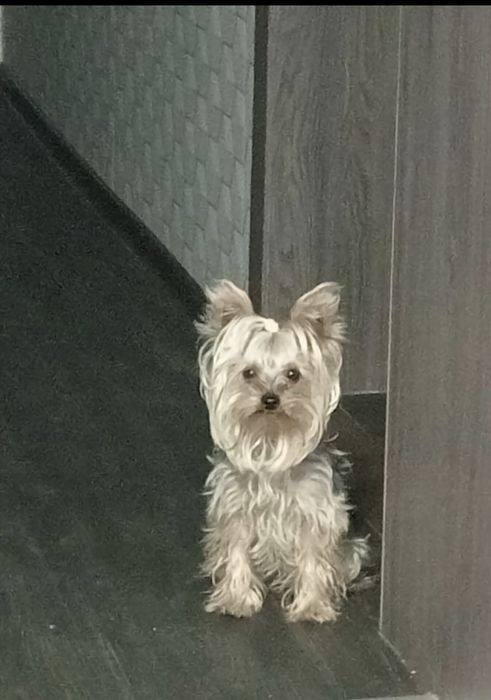 Йорширский терьер