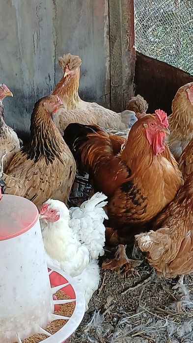 Продам домашних кур