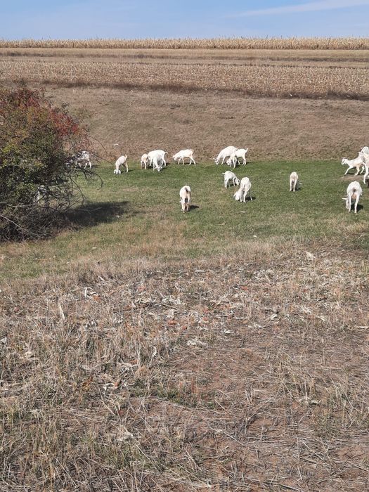 Vand Capre Sannen metis Anglonubian