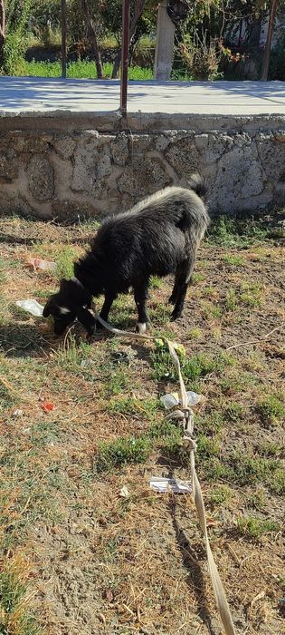 Ona bola echki sotiladi