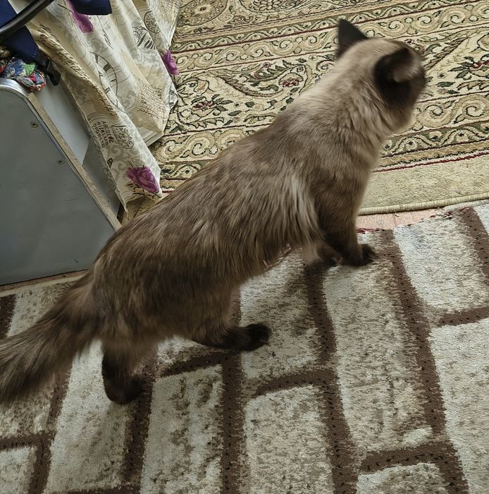 Домашний сиамские кот 1.5 годик