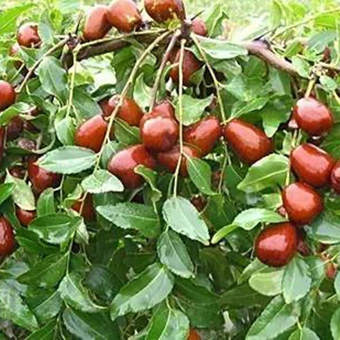 Curmal Chinezesc (Soiuri Diferite )