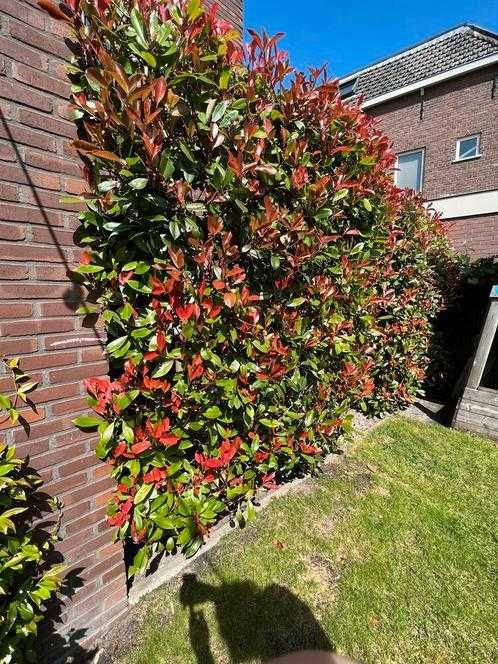 Photinia Fraseri Red Robin +/- 15 cm