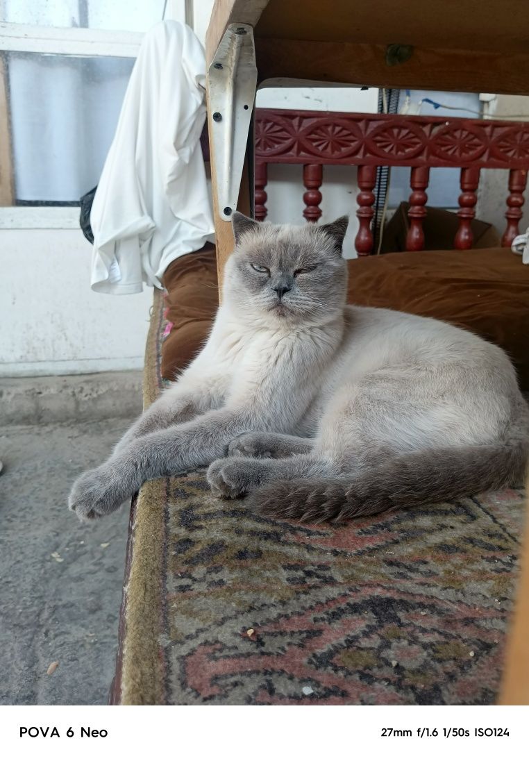 Британски скотиш