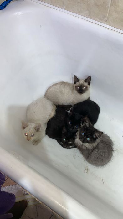 Отдам котят бесплатно