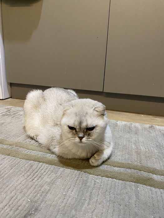 Скоттиш фолд девочка