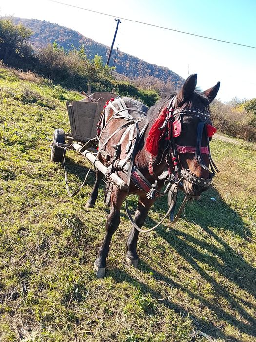 Căruț de vânzare sau schimb cu diverse