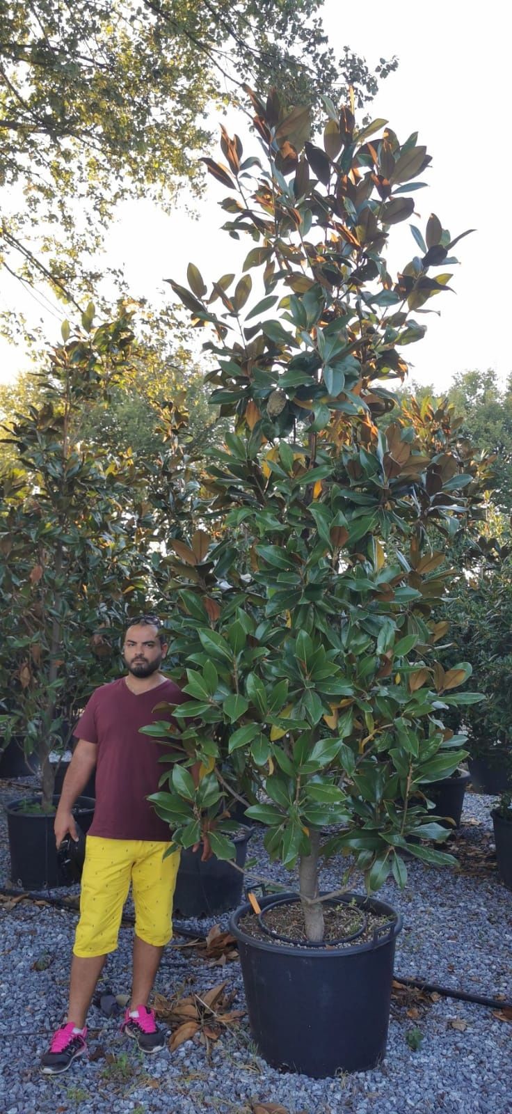 Magnolia grandiflora