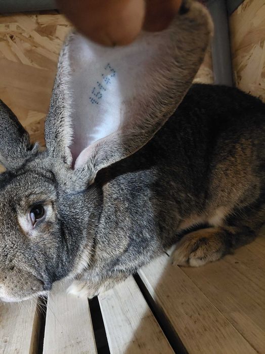 Vand femela ugg tratamente la zi 250