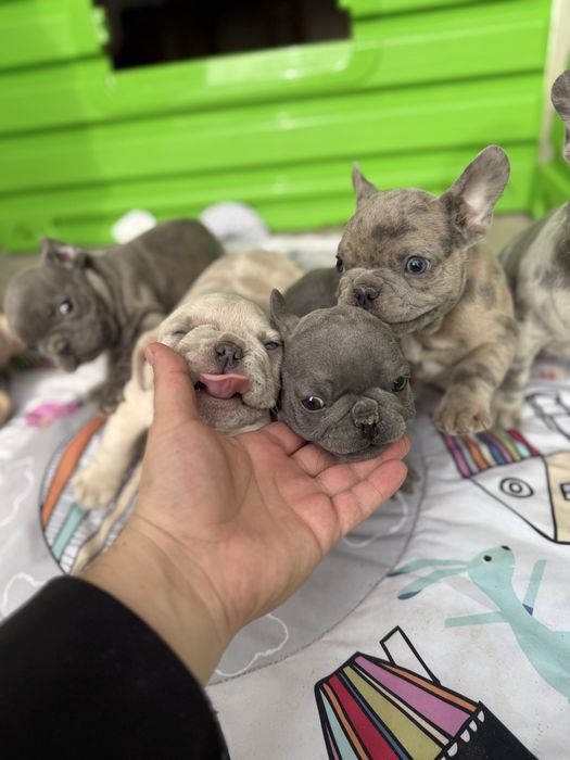 Bulldog Francez Merle