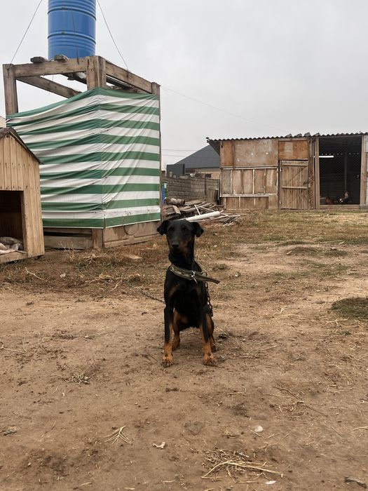 Ягтерьер 1,5 лет продается