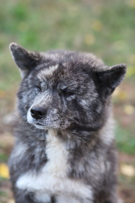 Puiut Akita Inu brindle mascul