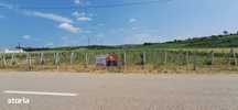Teren intravilan cu PLANTATIE DE GOJII de vanzare in Racari