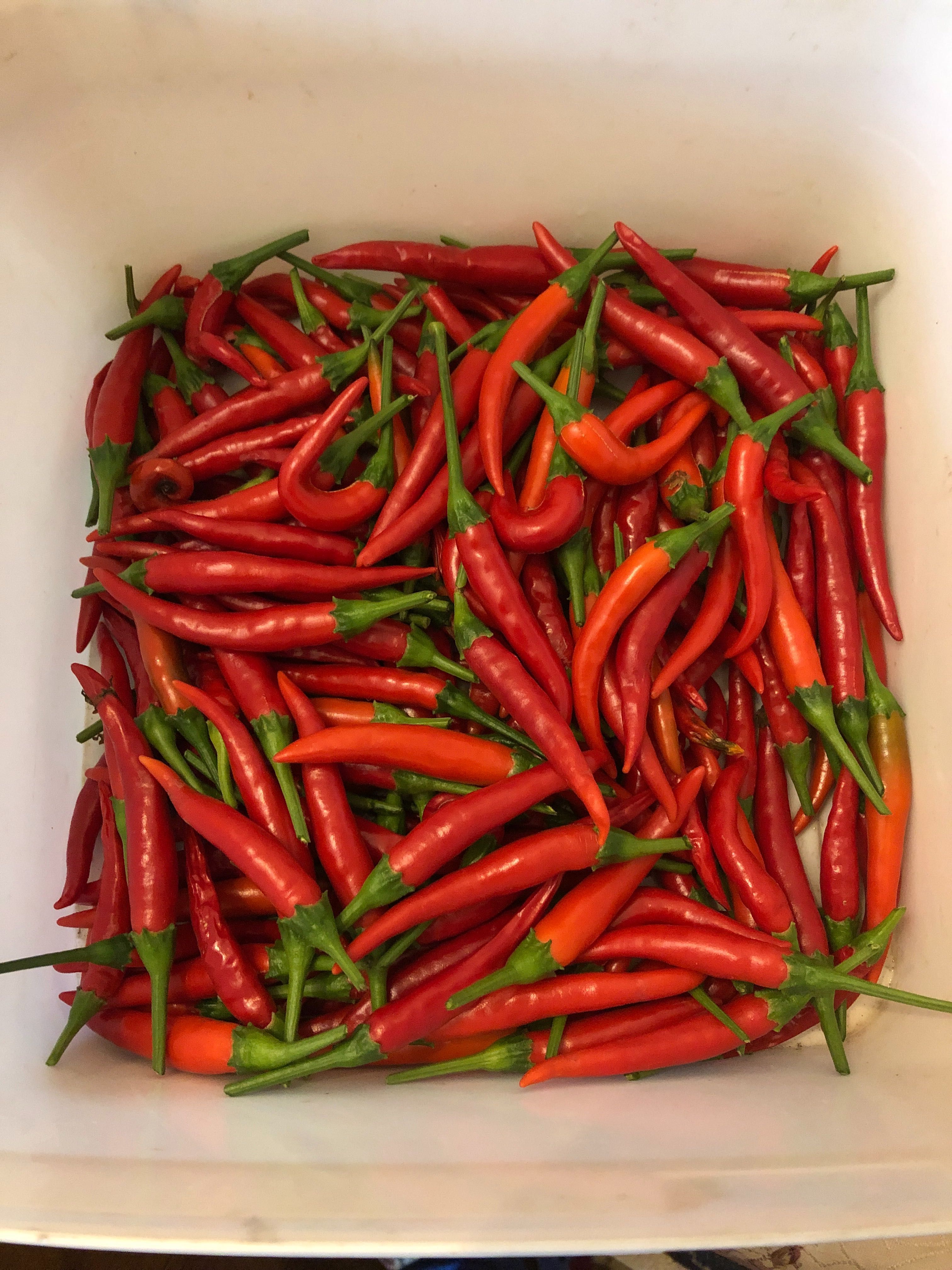 Каролина Хабанеро Халапеньо Тай Чили люти чушки семена chili