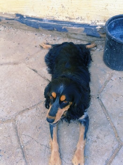 Ищем кобеля для вязки