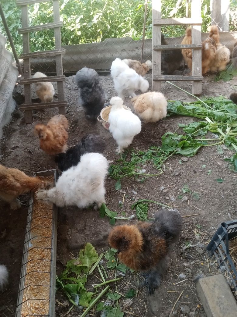 Ouă pentru incubat
