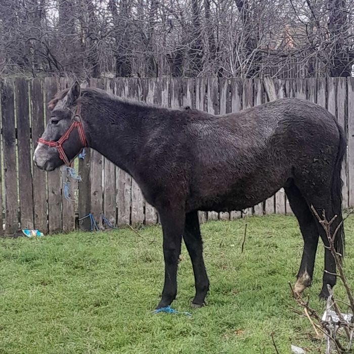 manz mînz sur de 1 an