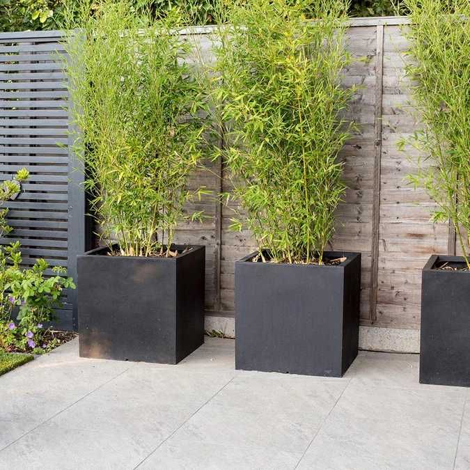 Bambus de gradina (Phyllostachys,Fargesia) rezistent la frig, gard viu