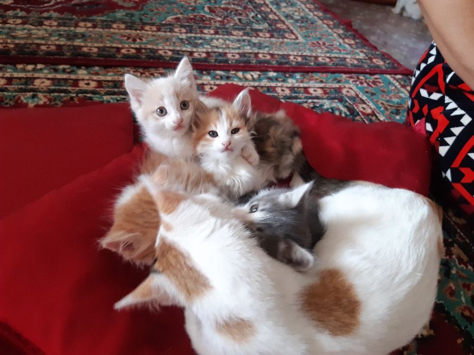 Пышыклар бар алатын адамга бериледи