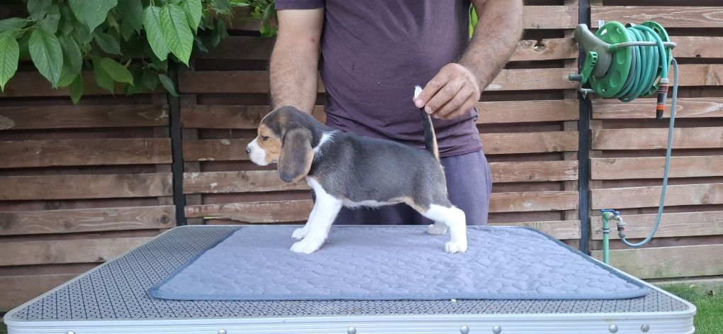 Fetiță beagle tricolor