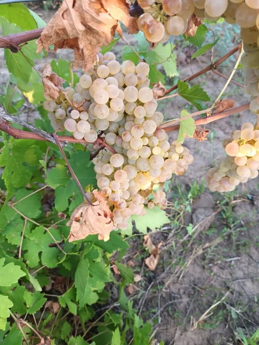 Struguri de vin!