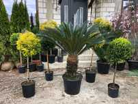 Palmier cycas avem mai multe dimensiuni