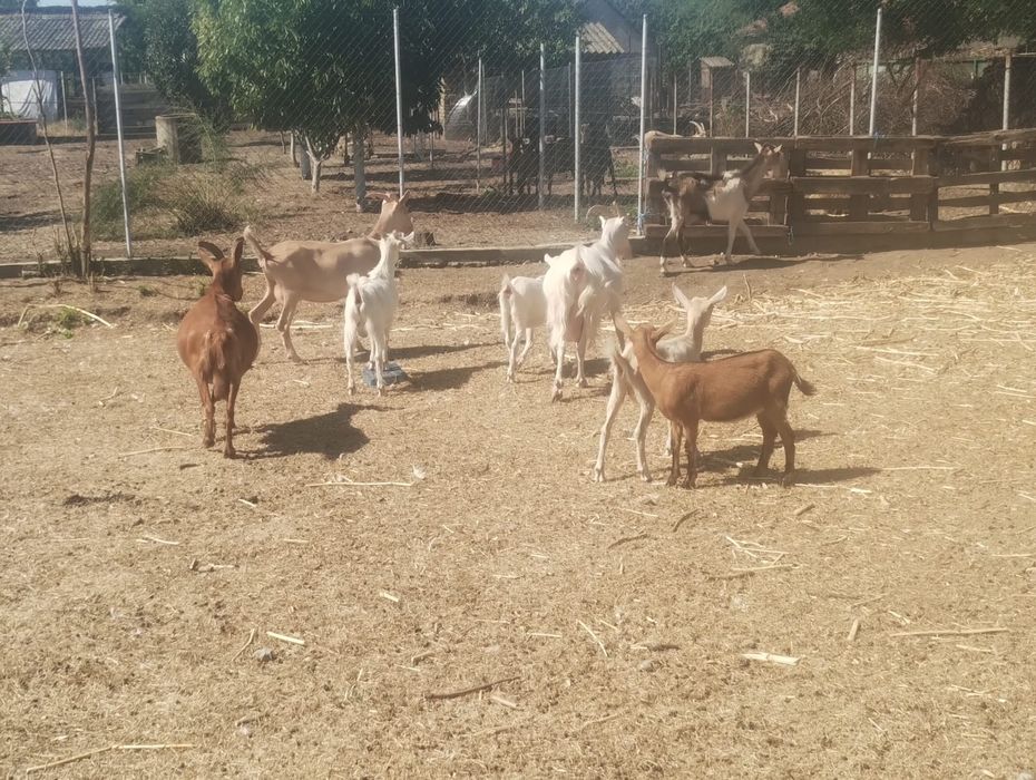 Vând capre și iezi