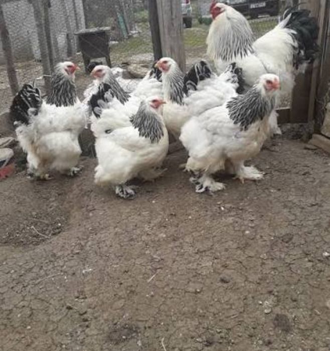 Продавам породисти кокошки