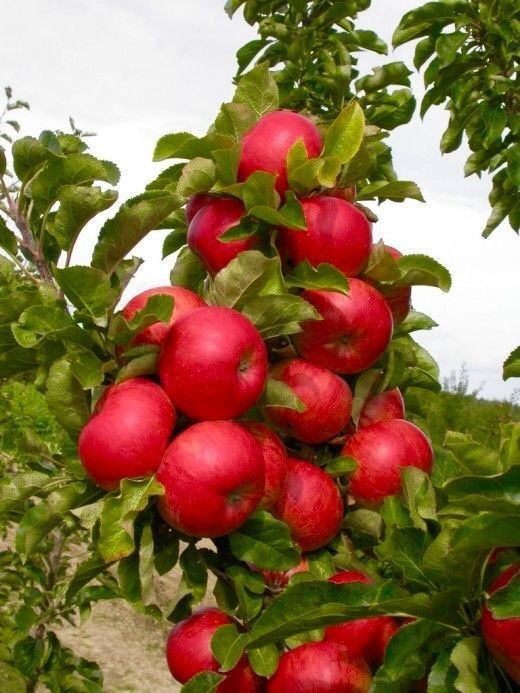 Pomi Fructiferi Columnari (MĂR )