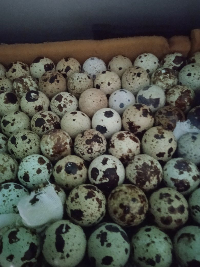 Инкубационные яйца.